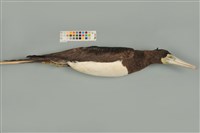 藏品(白腹鰹鳥)的圖片